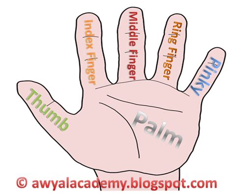 The name of the five fingers of your palm. - Awyal Academy