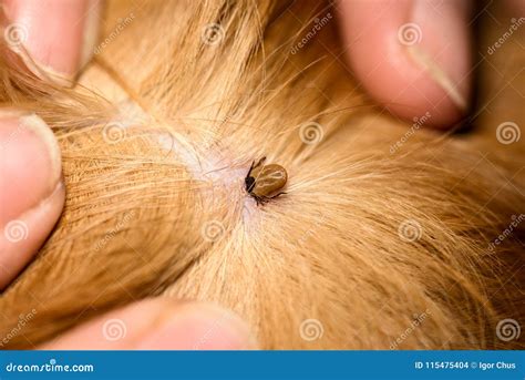 Will Oak Mites Bite Dogs