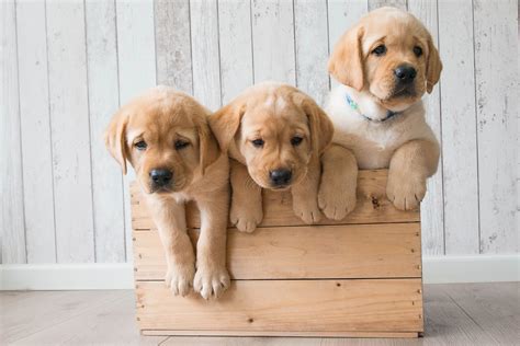 Golden Retriever Puppy Wallpapers - Wallpaper Cave