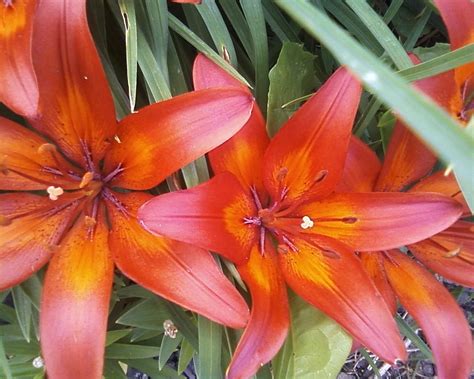 Exploring the Different Types of Asian Lilies - Lilly Geek