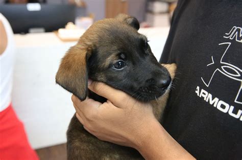 July Fourth causes spike in Midland Animal Shelter intakes
