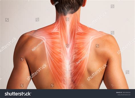 Upper Back Muscles