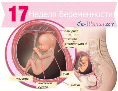 17 неделя | форум Babyblog