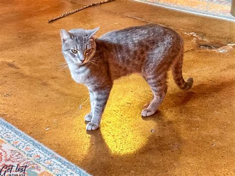 Things to Do in Downtown Concord NC - Get Lost In The USA