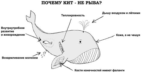 Викторина о китах и дельфинах - 1. Почему кит — не рыба? | Животные ...