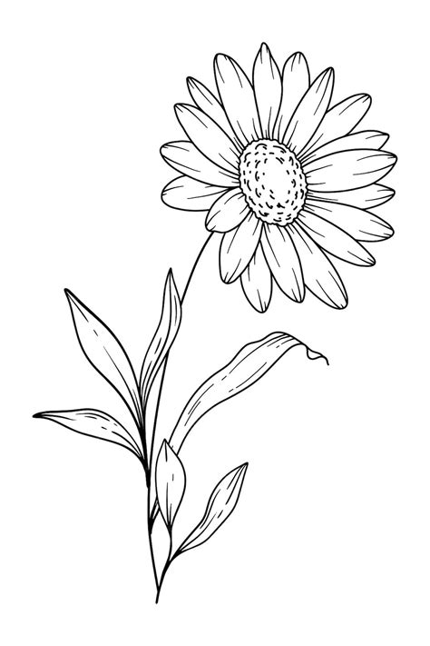 Premium Vector | Daisy Line Art Daisy outline Illustration April Birth ...