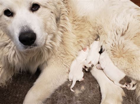 Great Pyrenees Breeder: Sound, Good-Tempered Puppies - Lachenbock Farm