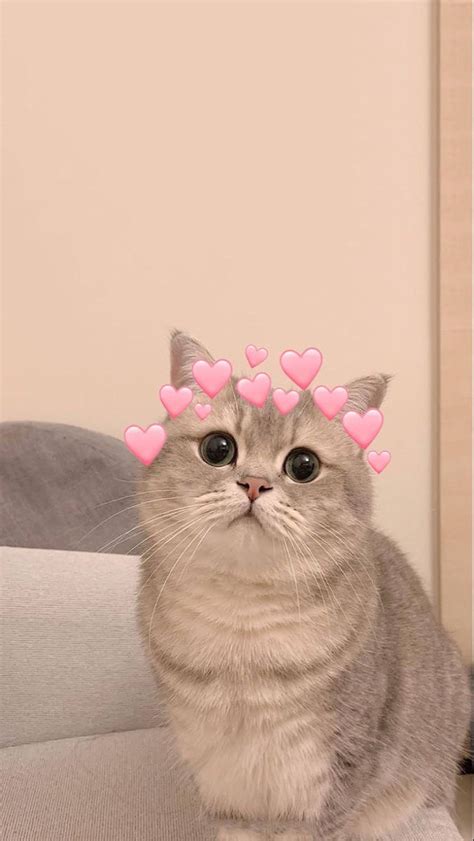 Download Cute Cat Hearts Profile Picture Wallpaper | Wallpapers.com