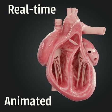 Animated Human Heart 3D Models Blender - .blend download - Free3D