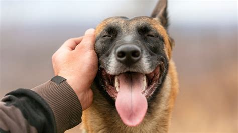 Are Dogs Ticklish? - how to Tell if Dogs Are Ticklish - AnxiousCanine.com