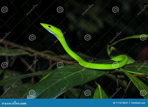 Asian Vine Snake Ahaetulla Prasina on Tree Branch during the Night ...