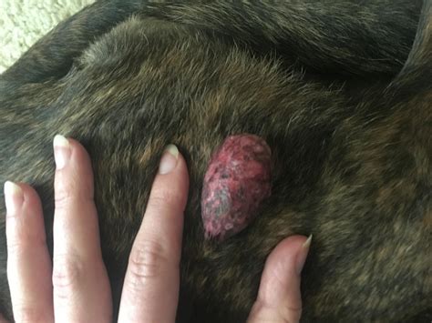 My Dog Has a Swollen, Red Skin Tag: When Should I See a Vet? | Petco