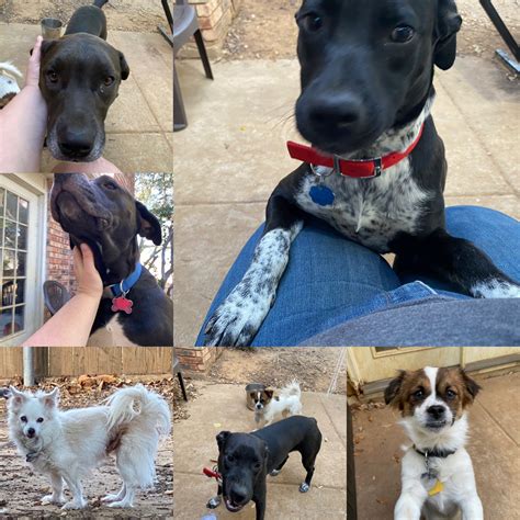 Tara Haelle on Twitter: "I play with my dogs too! And my rats!…