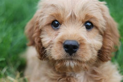The Cavapoo Lifespan - How Long Do Cavapoos Live?