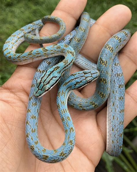 Blue Corn Snake
