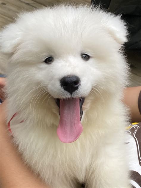 Hi all! We just adopted our first Samoyed puppy, so if anyone has tips ...