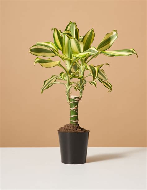 Dracaena Fragrans ‘Sol’ | Houseplants for Delivery | The Sill
