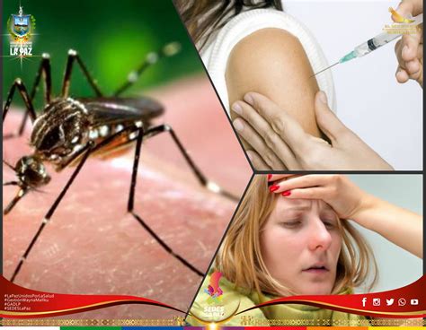 Fiebre amarilla: qué es, síntomas, causas y tratamientos | Guía de ...