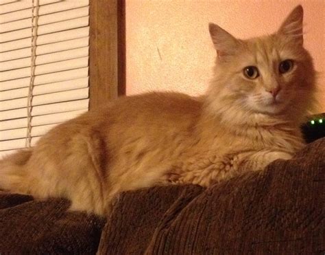 Fluffy Orange Tabby Cat