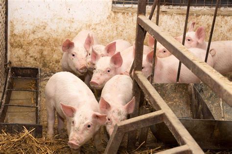 Yorkshire Pigs: Breed Profile, Facts, Photos and More