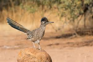 Greater Roadrunner ⋆ Tucson Bird Alliance