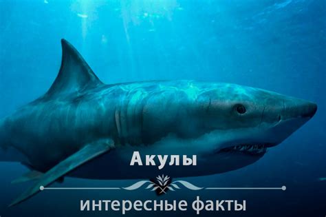 90 интересных фактов об акулах - AdNovum