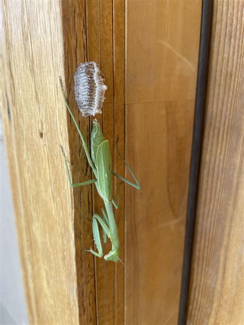 Praying Mantis Egg Case Care