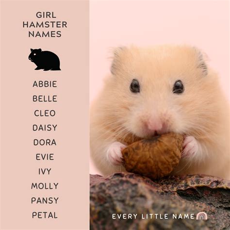 240+ Best Hamster Names (Cute, Funny, and Quirky) - Every Little Name
