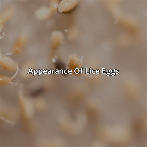 Can Lice Eggs Hatch On Carpet at Glen Williams blog