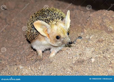 The Long-eared Hedgehog in Desert , Very Cute Stock Photo - Image of ...