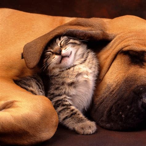 Cat and Dog Funny Wallpapers - Top Free Cat and Dog Funny Backgrounds ...