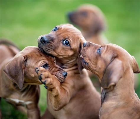 Does Pepto Bismol Help Dogs With Parvo