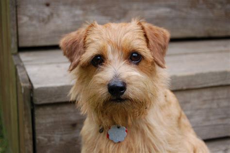 Types Of Terriers Small at Noah Murillo blog