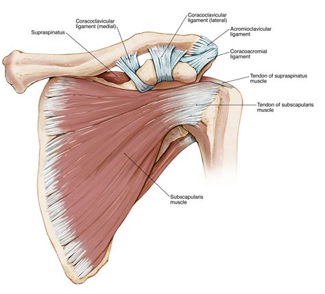 Rotator Cuff Tear | Lex Medicus