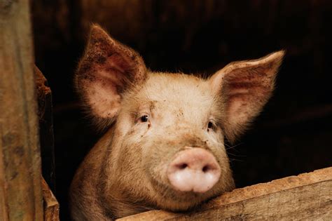 Swim lessons, water aerobics coming to Arkadelphia Aquatic Park this ...