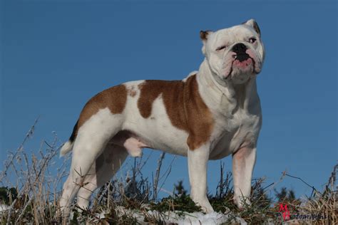 Best Brush For Olde English Bulldogs at Amanda Okane blog