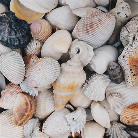 The “Sanibel 6” Seashells | Visit Fort Myers | SW Florida