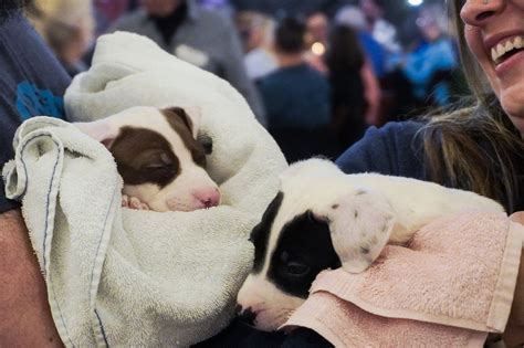 Get Involved | Asheville Humane Society