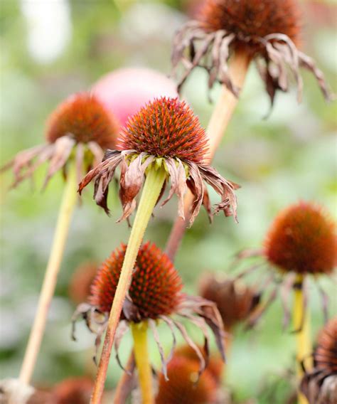 How to harvest coneflower seeds: a simple guide | Homes and Gardens