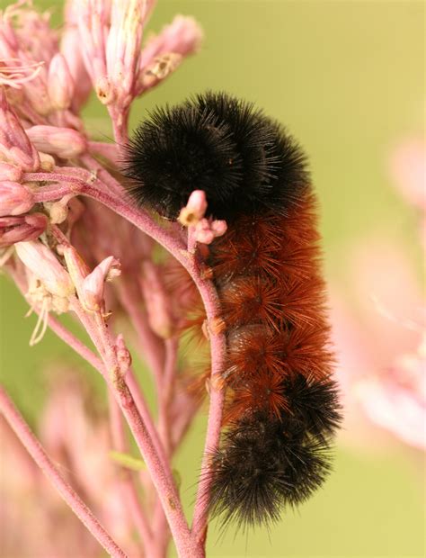 Furry Caterpillars: An Identification Guide Owlcation, 50% OFF