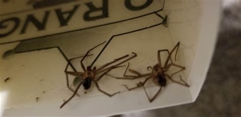 Male & Female Loxosceles reclusa (Brown Recluse) in St Louis , Missouri ...