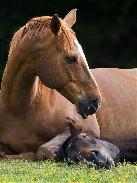 Two horses laying down in grassy medow together. One horse is looking ...