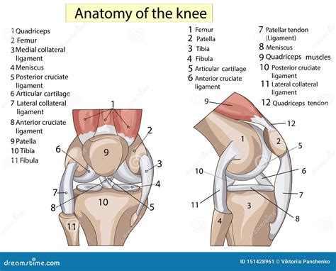 Parts Of The Knee