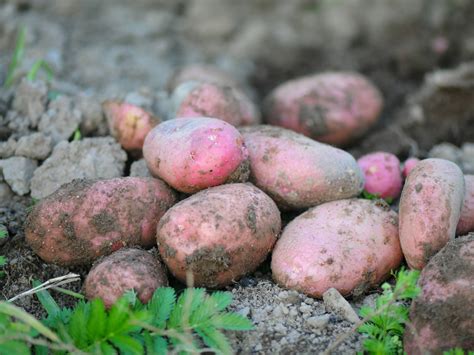 When to Harvest Potatoes, According to Experts - Dengarden