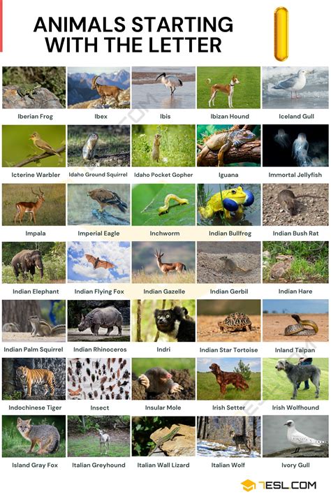 Animals That Start with I: 100+ Animal Names, Facts, and Categories • 7ESL