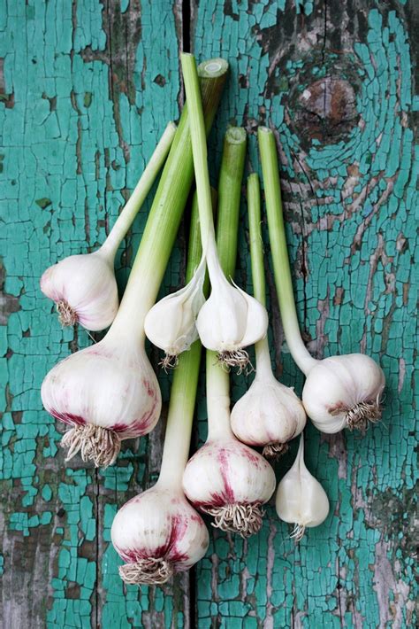 Potted Garlic Plants - How To Grow Garlic In A Container