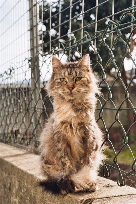 What Are Average Pet Sitting Rates