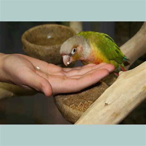 What Do Pet Parrots Eat? A Complete Guide to Parrot Foods | Birdsprees