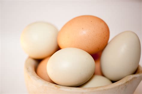 Pastured Eggs from Free-range, Organic-fed Chickens and Ducks | Woven ...