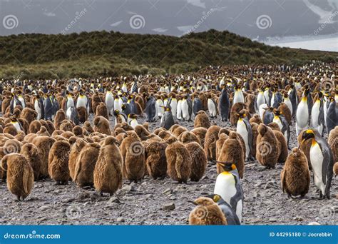 Huge Flock of Oakum Boys and King Penguins at Salisbury Plains in South ...